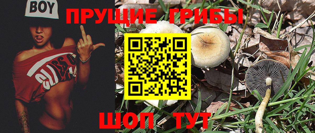 Заречный  Псилоцибиновые грибы мицелий  Вход с VPN  Галлюциногенные грибы прущие грибы 